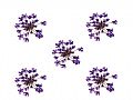 Y1BM40QDry Flower-L143C