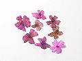 Y1BM42ADry Flower-L095C