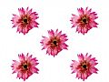 Y1BM50GDry Flower-L151