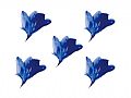 Y1BM51ADry Flower-L002